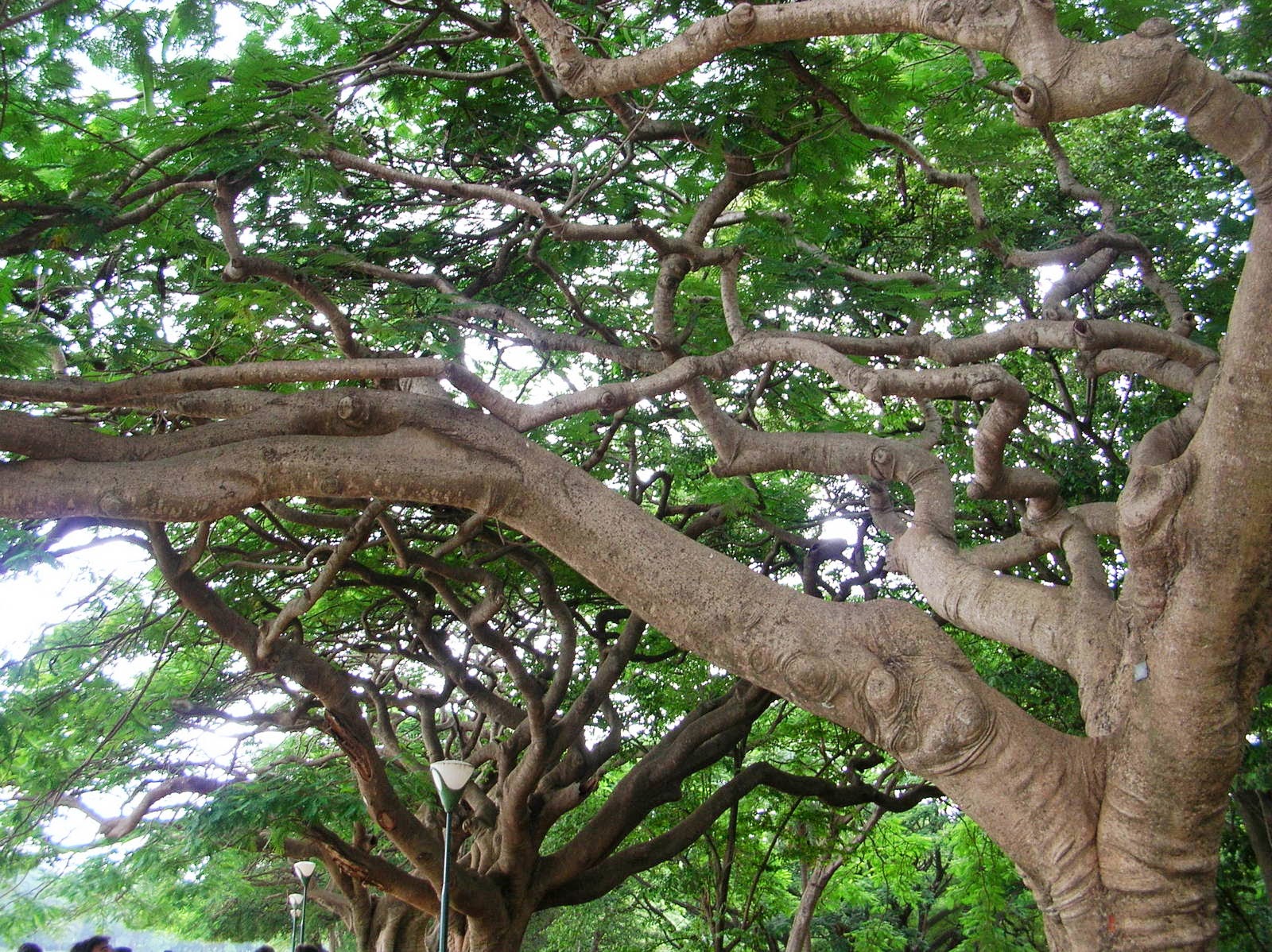 Couverture de publication