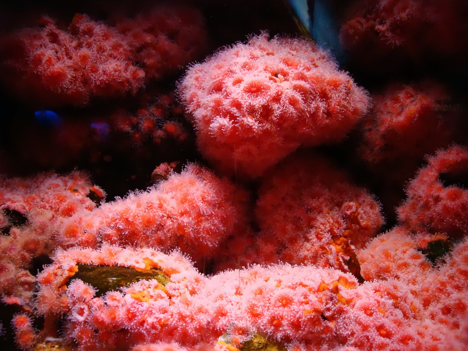 Couverture de publication