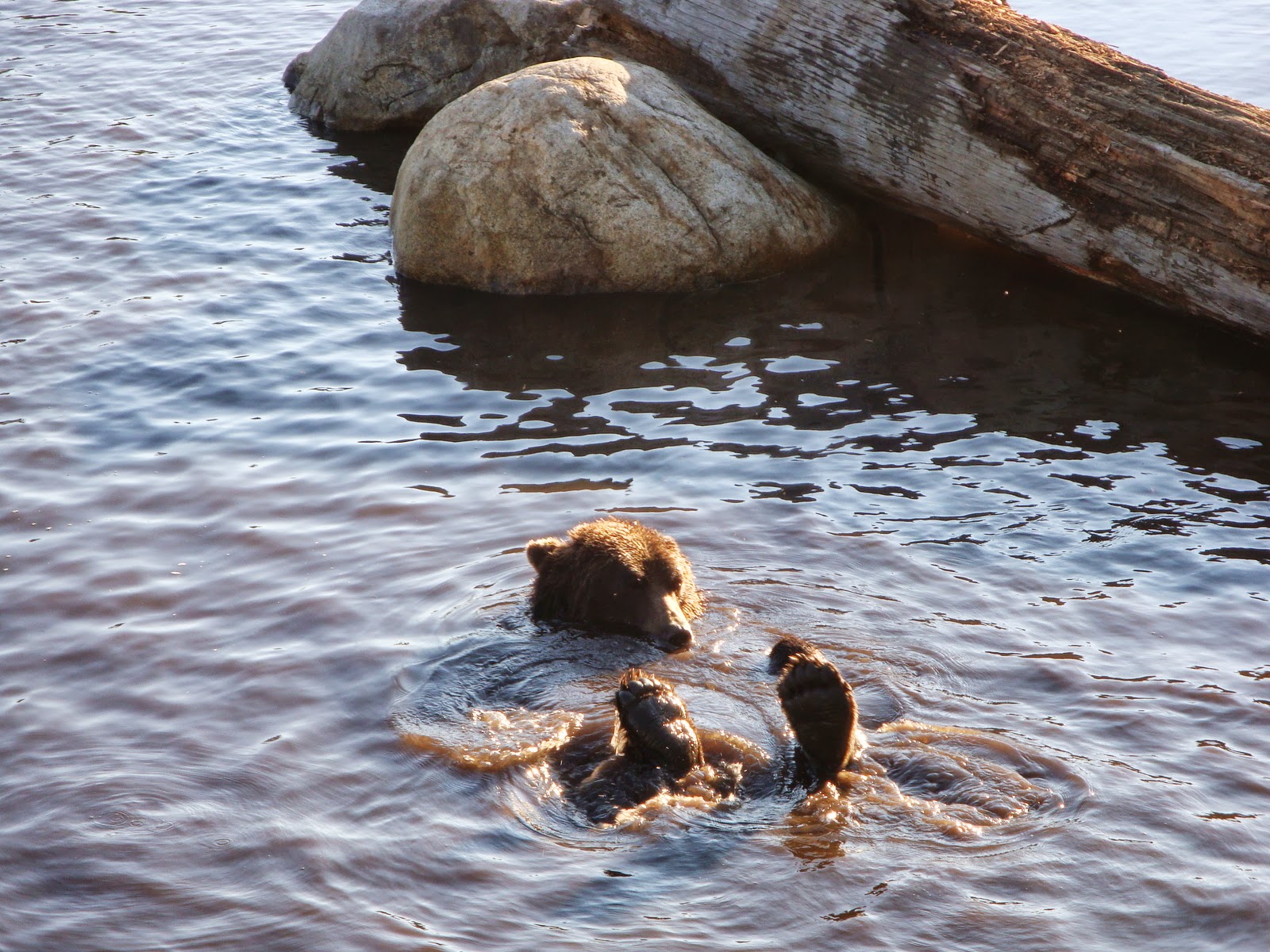 Couverture de publication