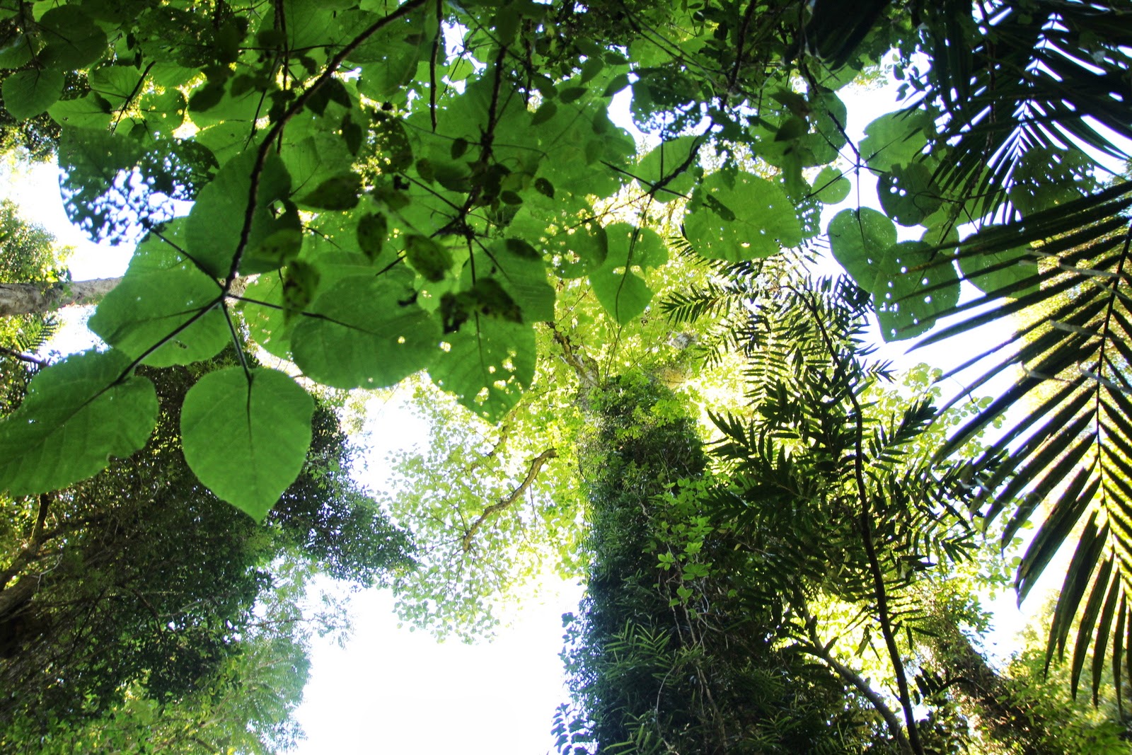 Couverture de publication