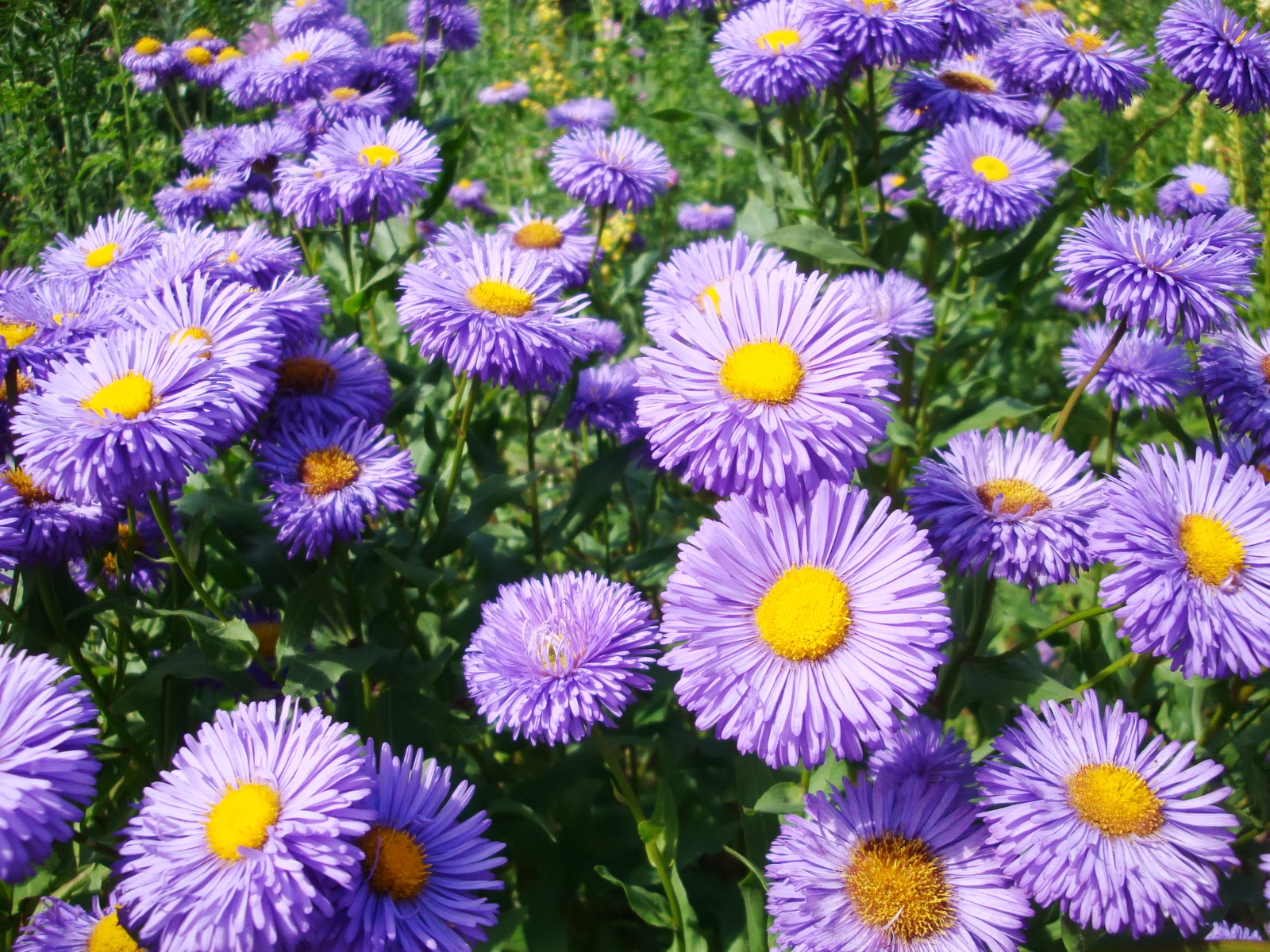 Couverture de publication