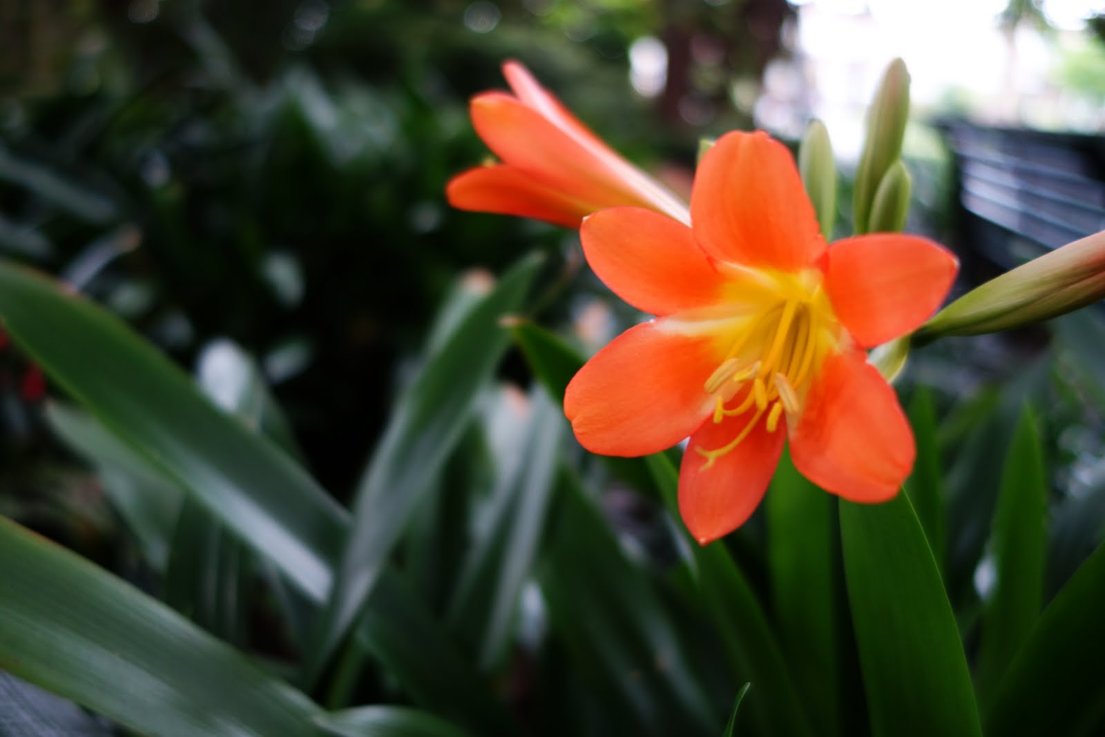 Couverture de publication